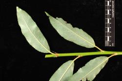 Salix daphnoides. Lower leaf surfaces.
 Image: D. Glenny © Landcare Research 2020 CC BY 4.0